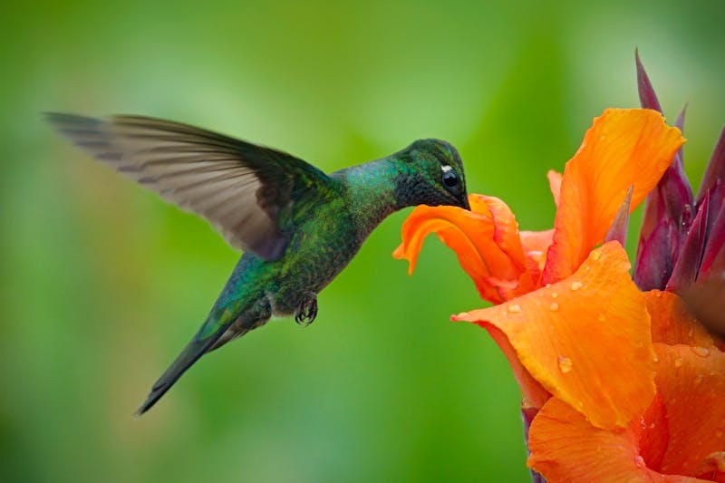 Kolibri im Regenwald Mittelamerikas - ©www.NaturePhoto.cz - Adobe Stock