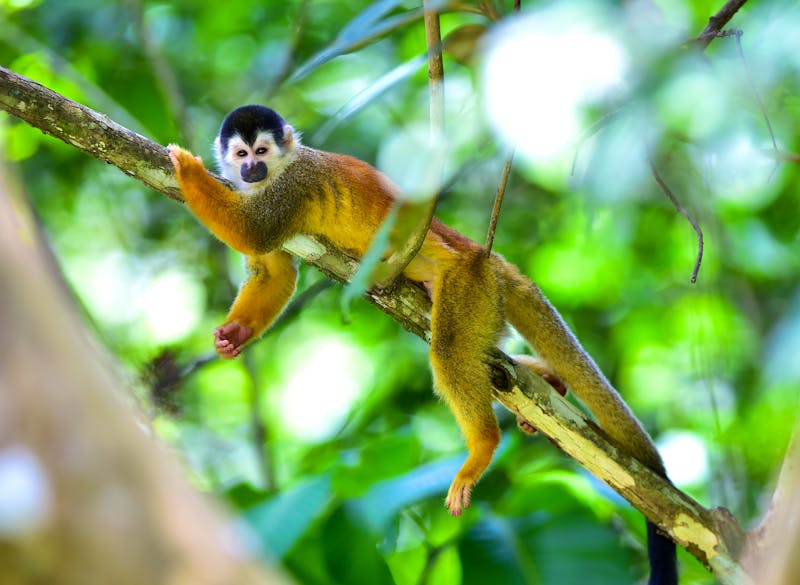 Affe im Regenwald Mittelamerikas - ©hotshotsworldwide - Adobe Stock