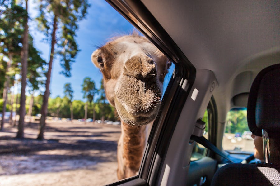 Serengetipark – Kamel schaut in Auto – © zaschnaus - Fotolia