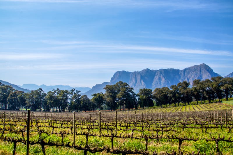 Winelands - ©fischli_deluxe - Fotolia