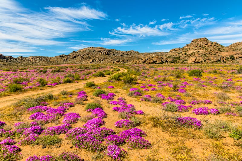 Wildblumen in Südafrika - ©Frank Schroeder - Adobe Stock