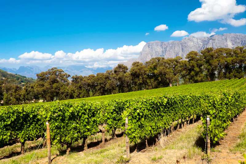 Weinberg in Stellenbosch - &copy;Michael Jung - Adobe Stock