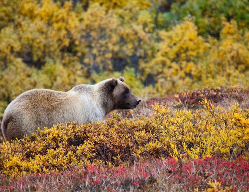 Grizzly Bär im Denali Nationalpark – © gordon__shumway - Fotolia