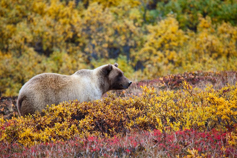 Grizzly Bär im Denali Nationalpark - ©gordon__shumway - Fotolia