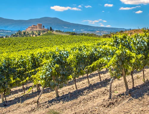 Weingebiet La Rioja in Nordspanien – © www.CreativeNature.nl - Adobe Stock