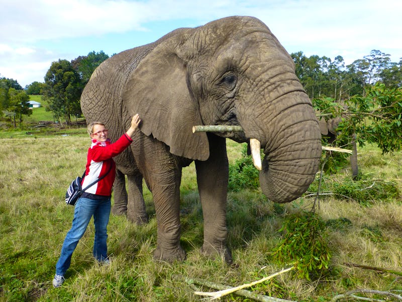 Im Knysna Elephant Park - ©Eberhardt TRAVEL