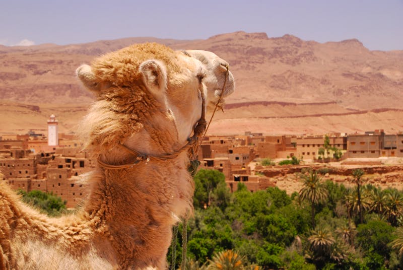 Camel in Marrakesch - ©thauwald-pictures - Fotolia