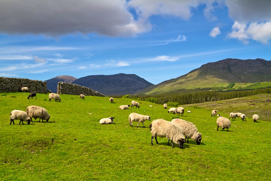 Schafe in Connemara – © Patryk Kosmider - Fotolia