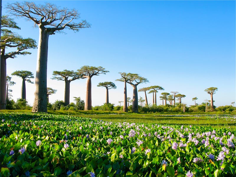 Madagaskar Baobab-Bäume - ©Christian Leynaud – Adobe Stock