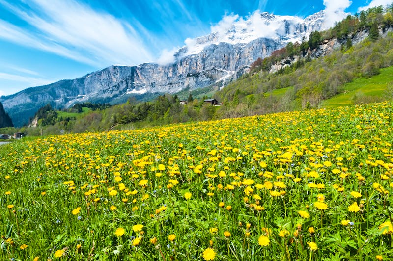 Berner_Alpen_nahe_Leukerbad_Fruehling - ©Coffeechocolates - Fotolia