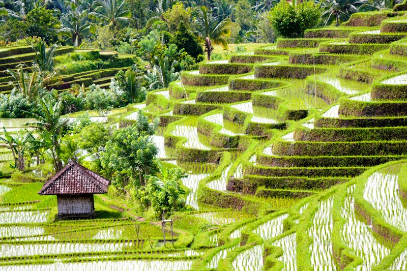 Reisterassen in Bali - ©Siegfried Schnepf - Fotolia