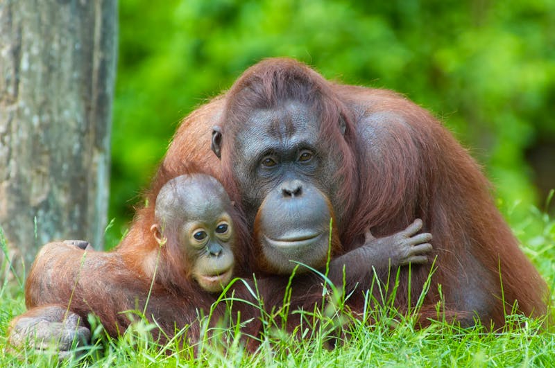 Orangutan mit Kind - ©Eric Gevaert - AdobeStock