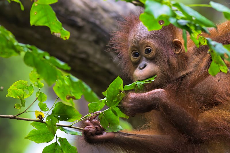 Orangutan in Borneo - ©Kjersti - Fotolia