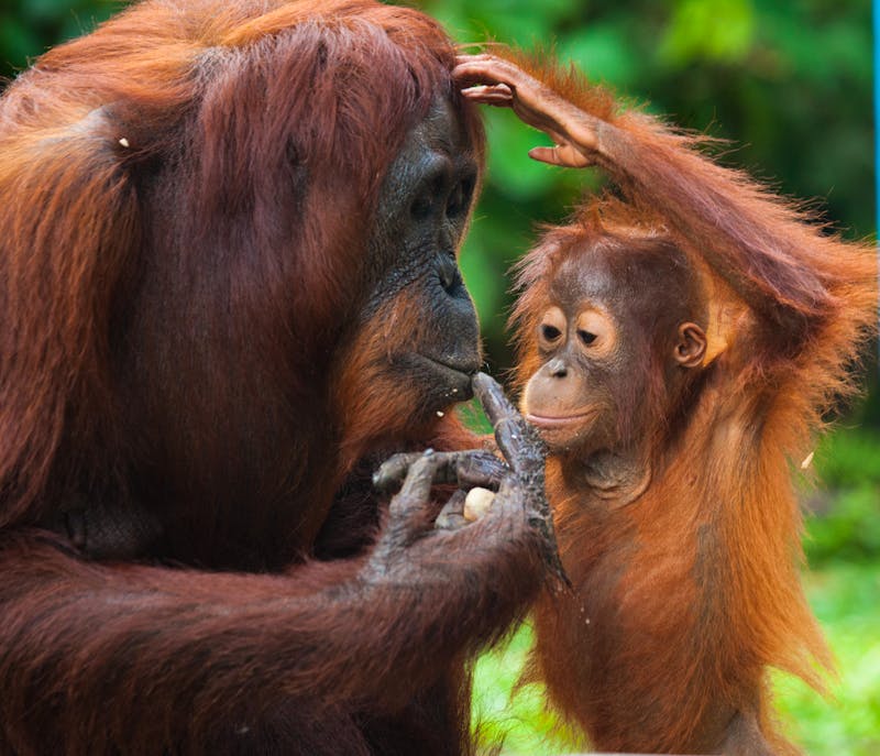Orangutan mit Kind - ©gudkovandrey - Fotolia