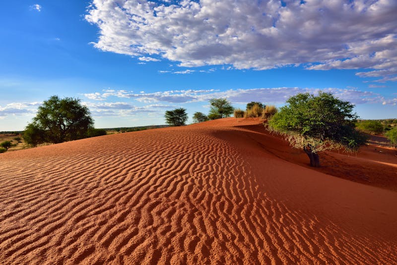 Kalahari Wüste - ©Oleg Znamenskiy - AdobeStock