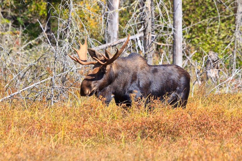 Elch in der kanadischen Natur - ©Andreas Edelmann - Fotolia