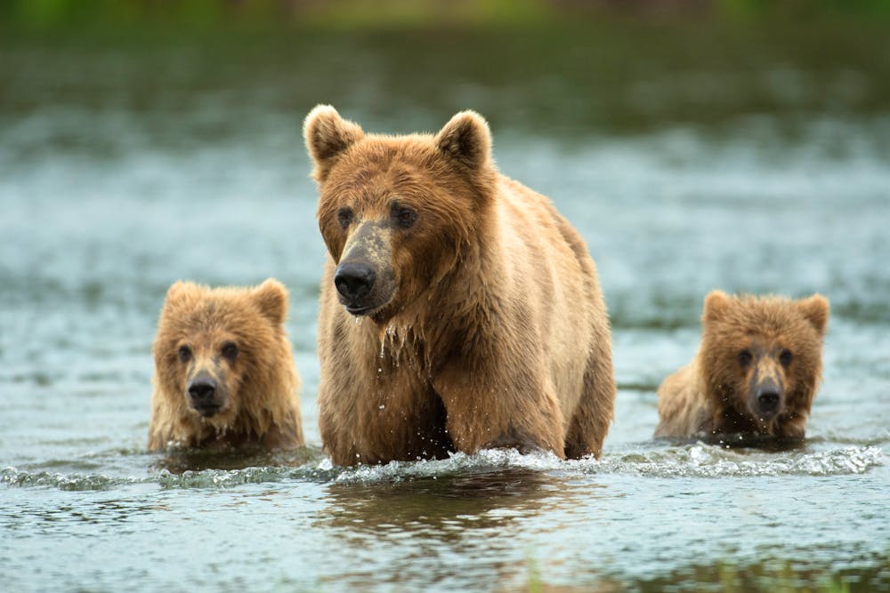 Braunbären in Nordamerika &ndash; &copy; Tony Campbell - Fotolia