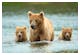Braunbären in Nordamerika – © Tony Campbell - Fotolia