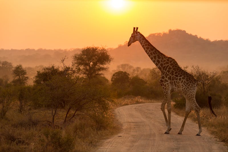 Sonnenaufgang im Krüger-Nationalpark - ©Michael Robbins - AdobeStock
