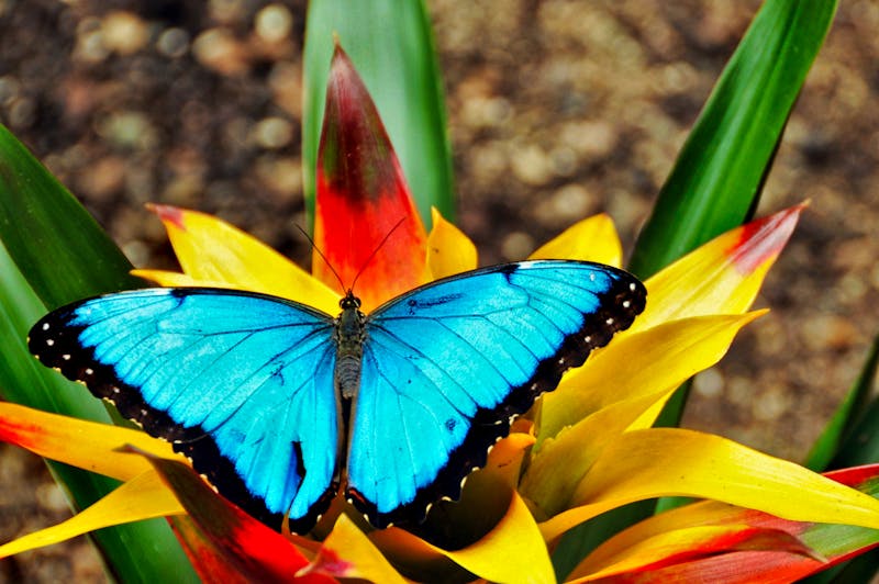 Schmetterling in Costa Rica - ©14ktgold - Fotolia