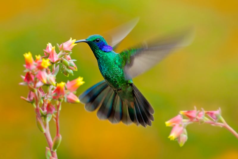 Kolibri in Costa Rica - ©www.NaturePhoto.cz - Adobe Stock