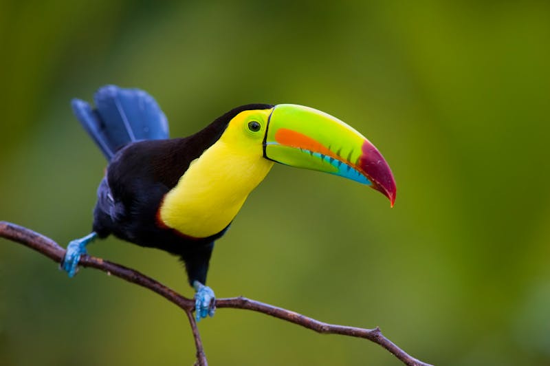 Tukan - ©Eduardo Rivero - Fotolia