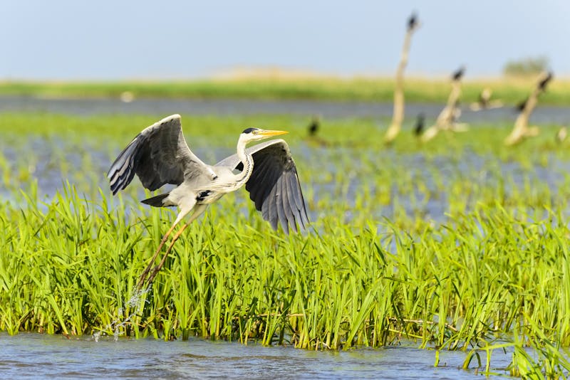 Graureiher am Donaudelta - ©MCM - Adobe Stock