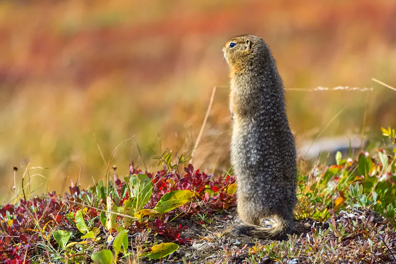 Alaska – Arktischer Zwiesel überblickt die Tundra - &copy;Bryan Neuswanger - Fotolia