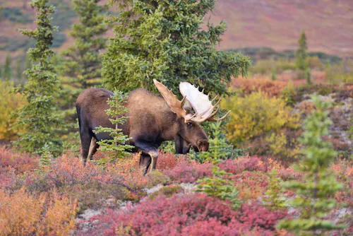 Alaska – Elch im Denali National Park &ndash; &copy; Lijuan Guo – AdobeStock