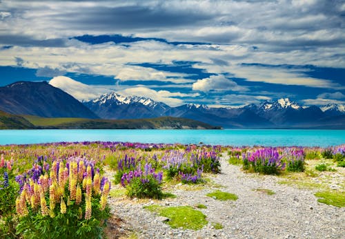 Lake Tekapo &ndash; &copy; Dmitry Pichugin - Fotolia