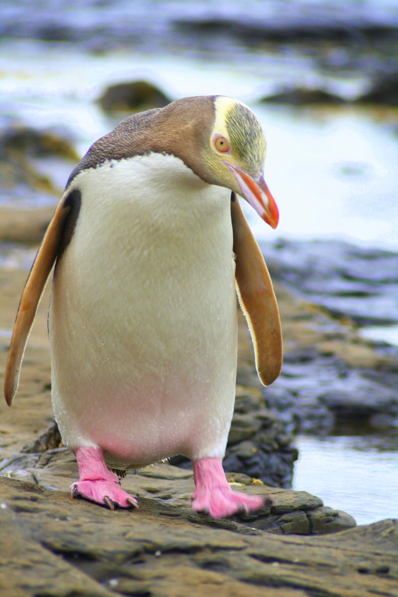 Gelbaugenpinguin - ©atikasa - Fotolia
