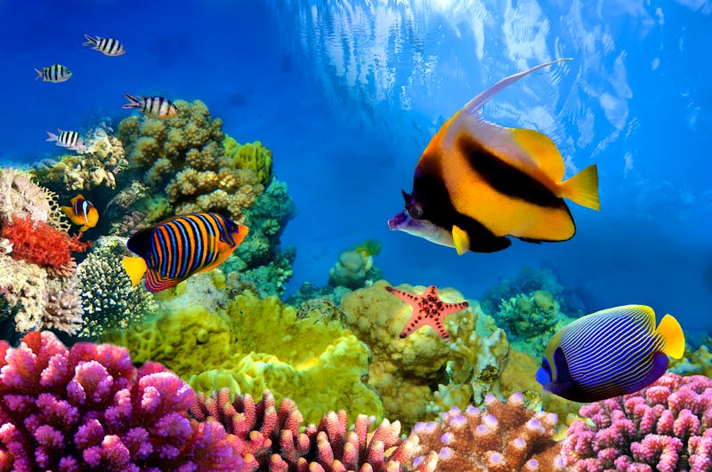 Great-Barrier-Reef_Korallen_Fische - &copy;vlad61_61 - Fotolia