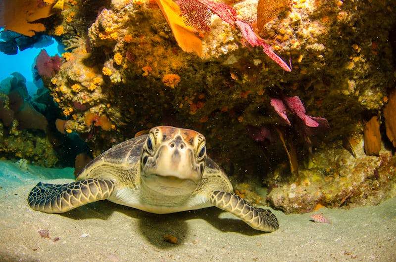 Great-Barrier-Reef_Meeresschildkroete - ©leonardogonzalez - Fotolia