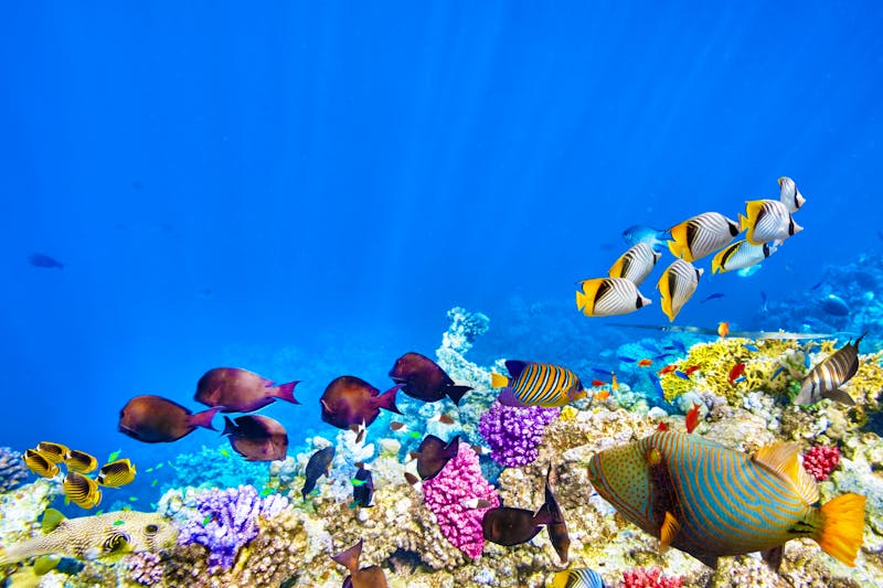 Great-Barrier-Reef_Fisch-Schwarm - &copy;Brian Kinney - Fotolia