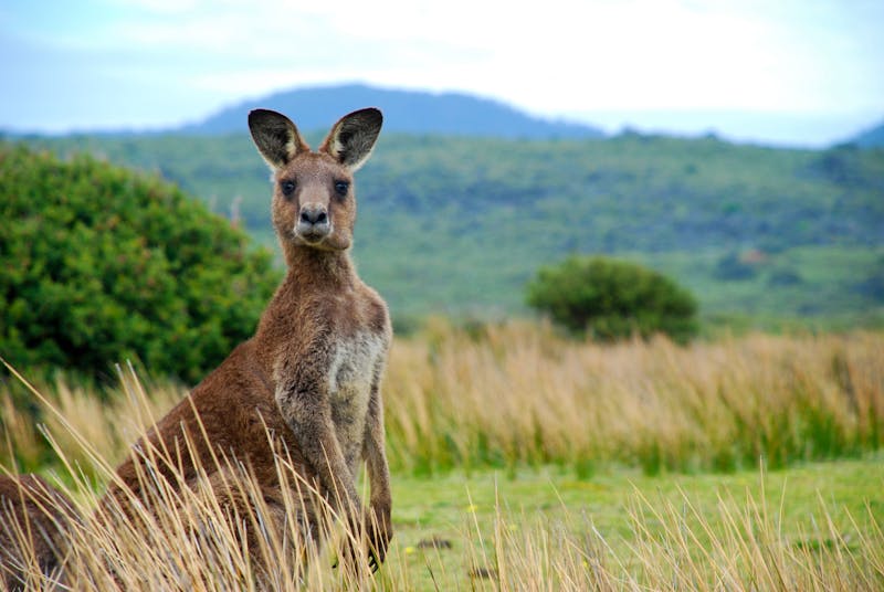 Kaenguru_Outback - &copy;James Thew - Fotolia