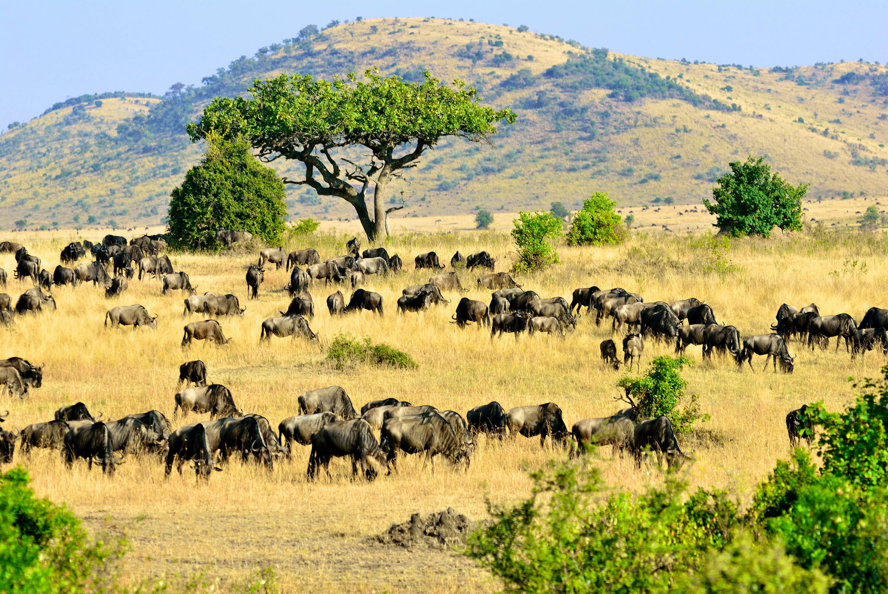 Reservat Masai Mara, Kenia &copy; Oleg Znamenskiy - Adobe Stock