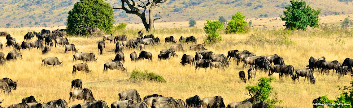 Reservat Masai Mara, Kenia – © Oleg Znamenskiy - Adobe Stock