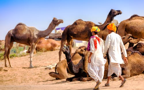 Männer beim Pushkar Festival - Kamel-Austellung &ndash; &copy; photoff - Fotolia