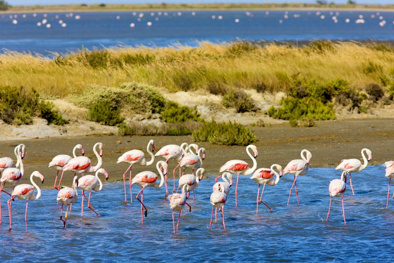 Flamingos im Parc Regional de Camargue - ©PHB.cz - AdobeStock