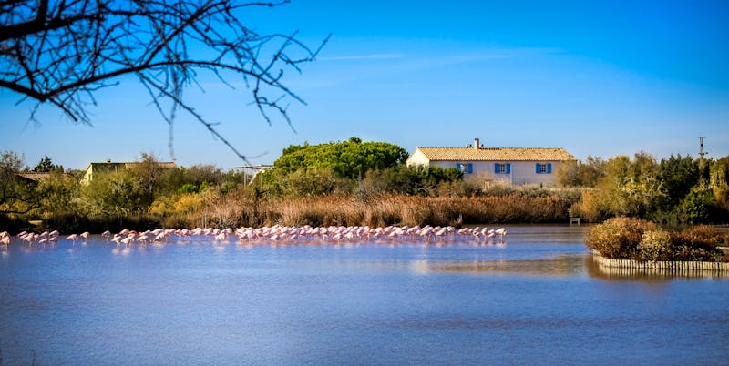 Parc Regional de Camargue - ©MissKlik - AdobeStock