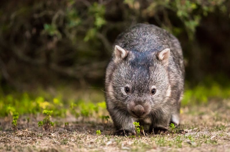 Wombat_Outback - ©Dominik Rueß - AdobeStock