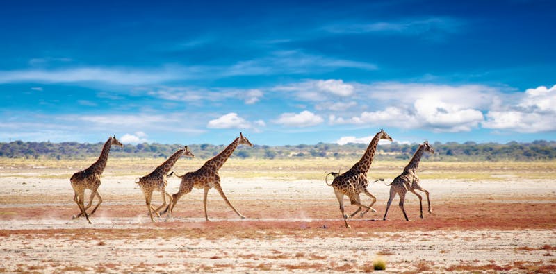 Namibia_Etosha-Nationalpark_Giraffen-Herde - ©Dmitry Pichugin -AdobeStock