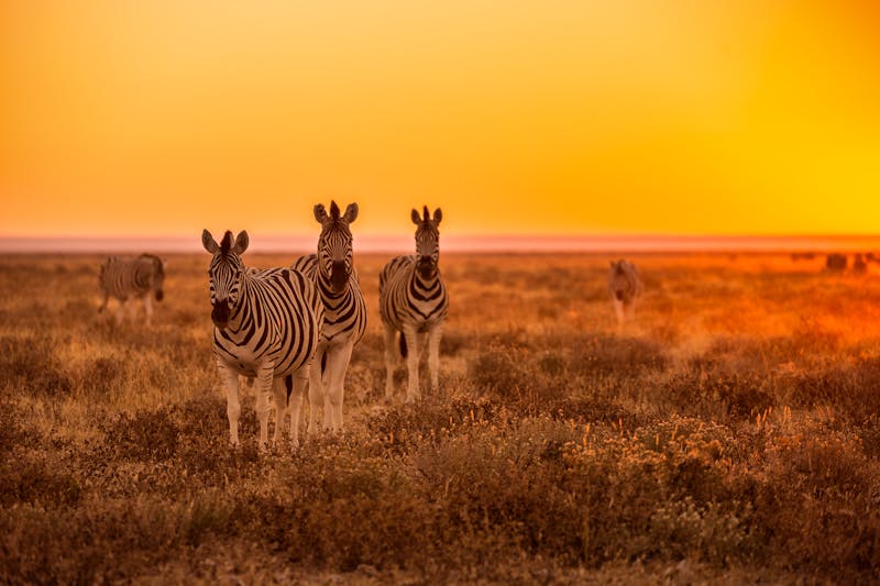 Namibia_Etosha-Nationalpark_Zebras_Sonnenuntergang - ©udokies - Fotolia
