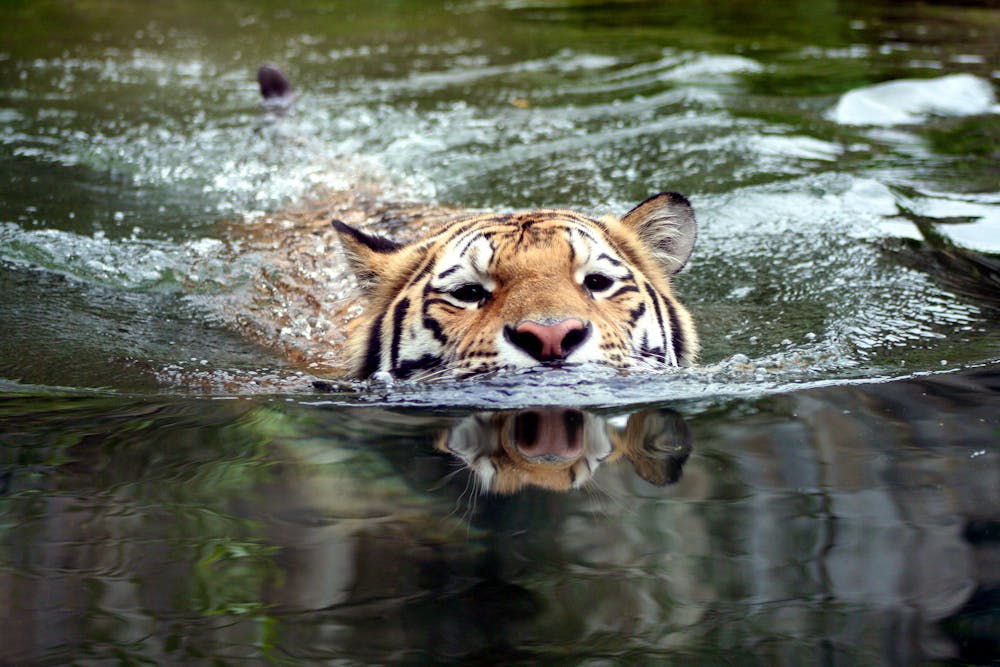 Amur-Tiger_schwimmt_im_Wasser &ndash; &copy; Timo Teifel - Fotolia