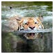 Amur-Tiger_schwimmt_im_Wasser – © Timo Teifel - Fotolia