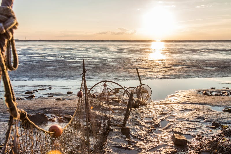 Krabbenreuse Nordsee - ©timboosch - Fotolia