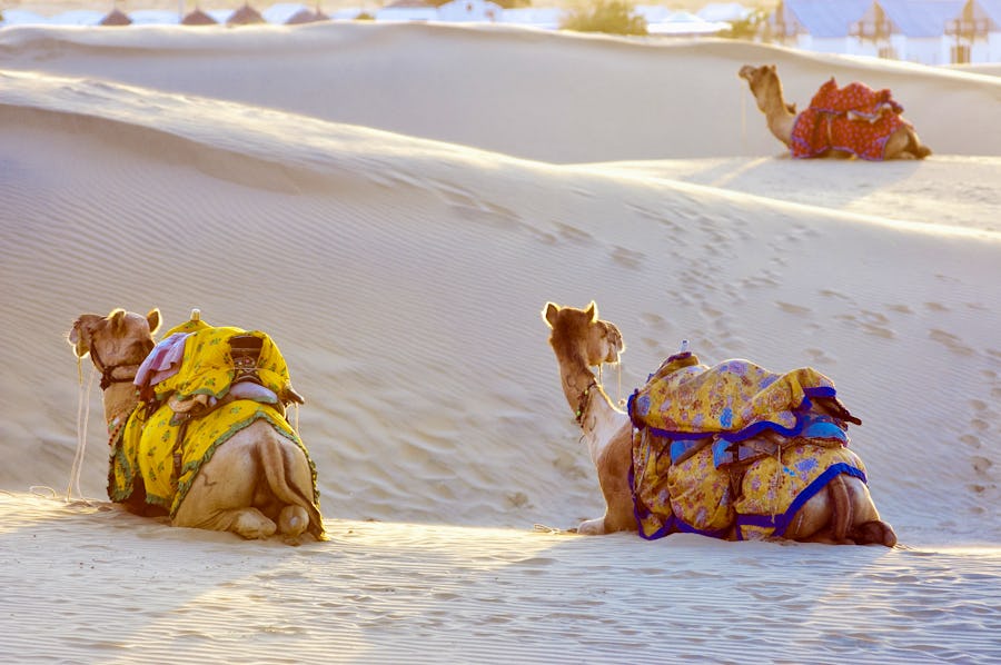 Kamele in der Thar Wüste – © gnomeandi - Fotolia
