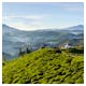 Teefelder in Nuwara – © mlnuwan - AdobeStock