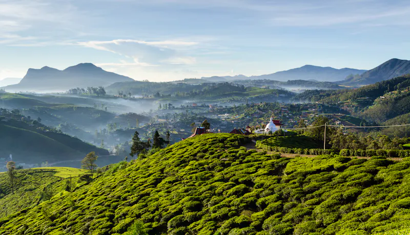 Teefelder in Nuwara - &copy;mlnuwan - AdobeStock