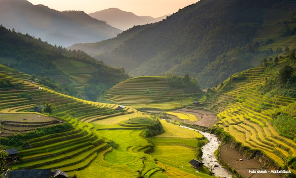 Reisfelder – © stveak - AdobeStock